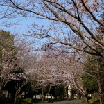 櫻トンネル