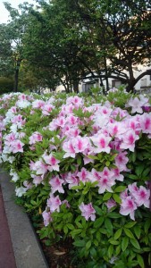 DSC_0003 (800x450)