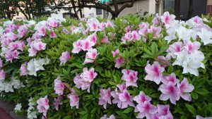 DSC_0004 (800x450)