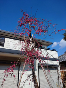 垂れ紅梅