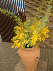 mimoza